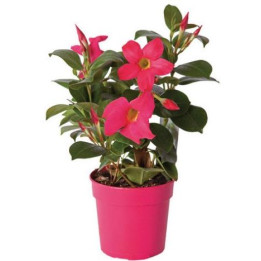 Dipladénia Rouge