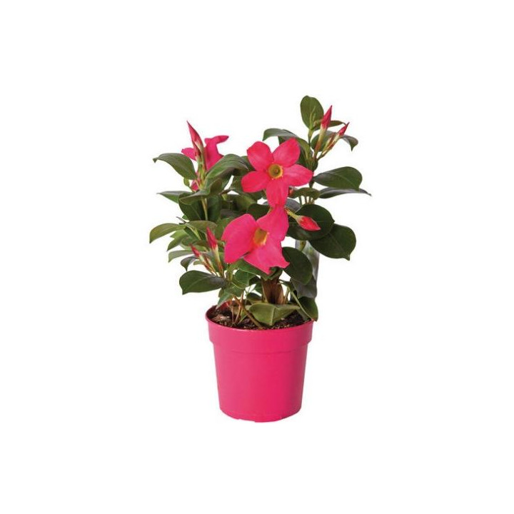 Dipladénia Rose