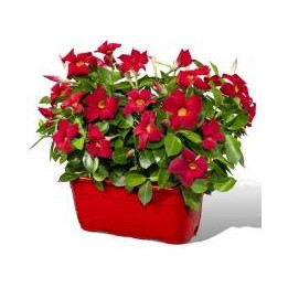 Dipladénia Jardinière 40cm - Rose