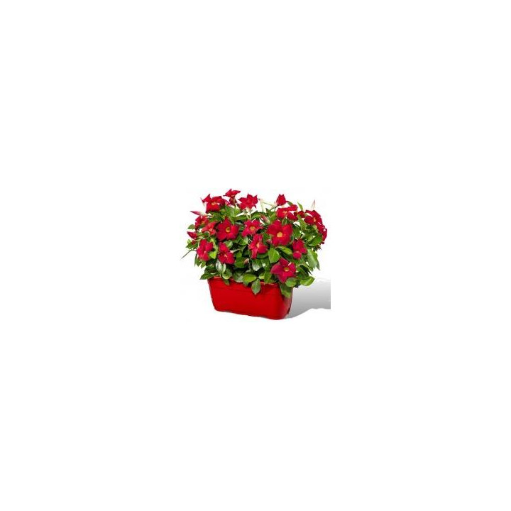 Dipladénia Jardinière 40cm - Blanc
