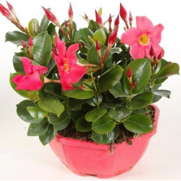 Dipladénia Coupe ronde - Rouge