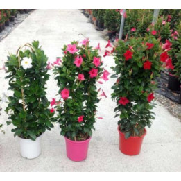 Dipladénia Arceau H50cm - Rouge