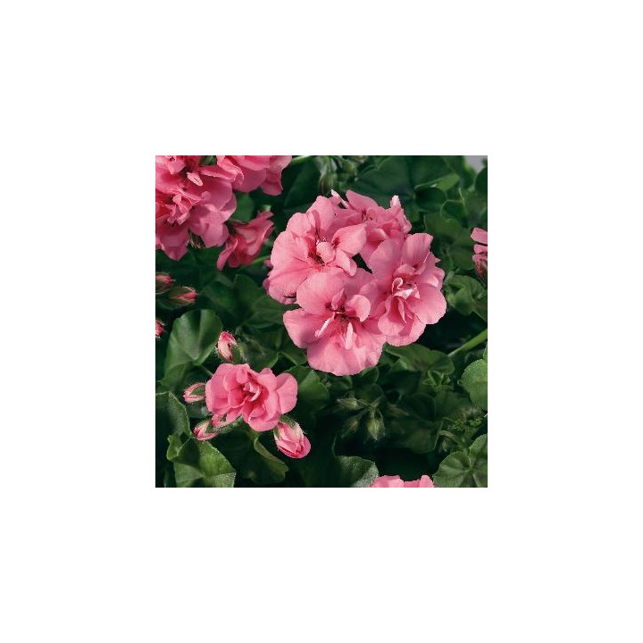 B05