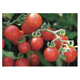 Tomate Cerise Rouge