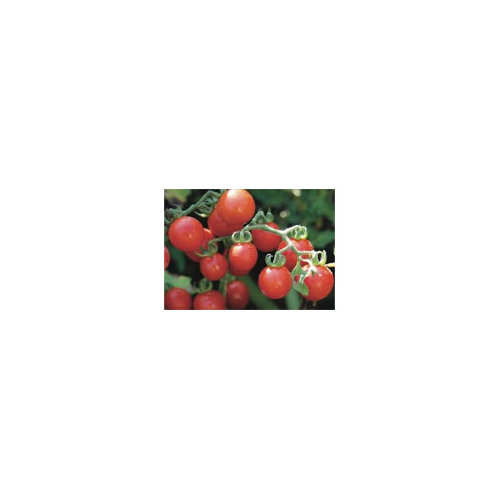 Tomate Cerise Rouge