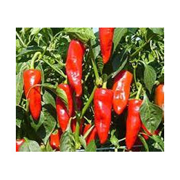 Poivron Corne Rouge
