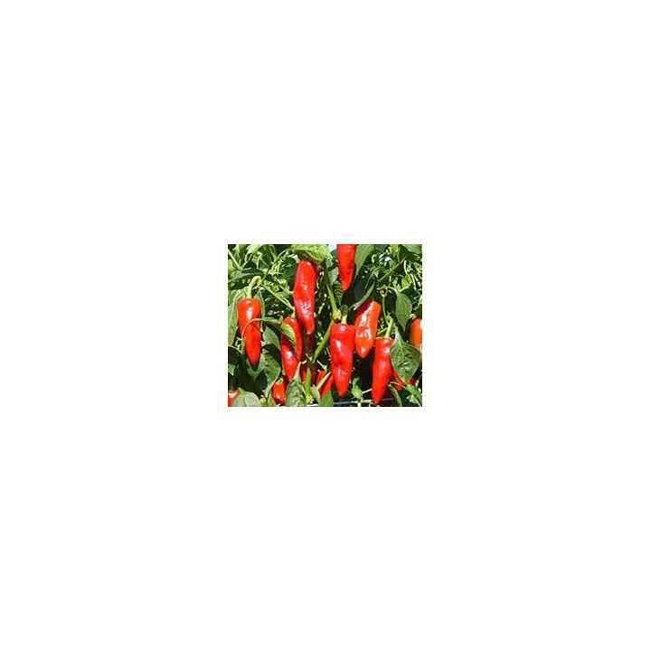 Poivron Corne Rouge