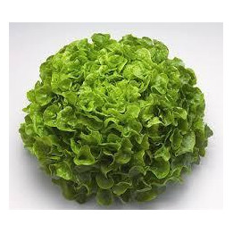 Salade - Feuille chêne verte