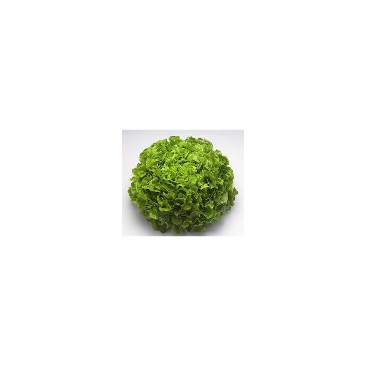 Salade - Feuille chêne verte