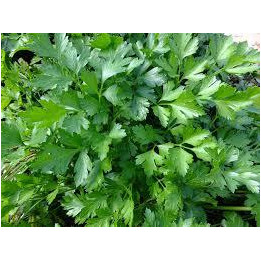 Persil Plat