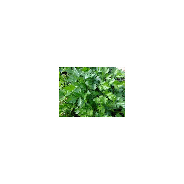 Persil Plat