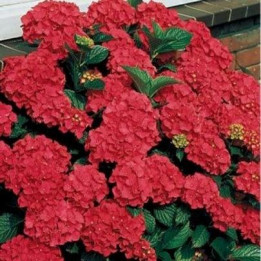 Hortensia Rouge Rana