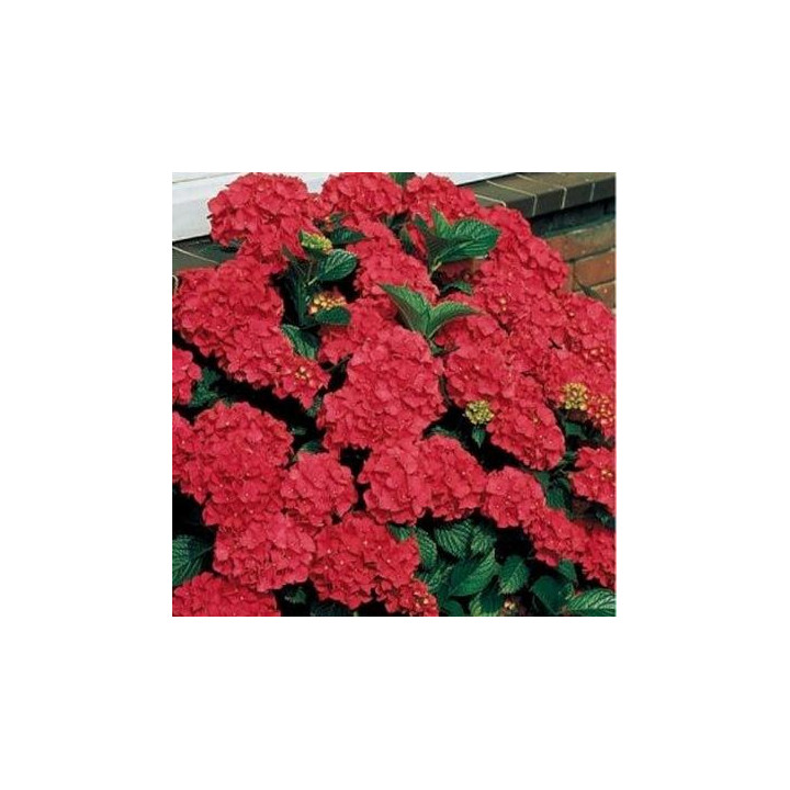 Hortensia Rouge Rana