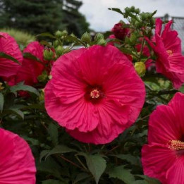 Hibiscus Rose vif Summer in Paradise