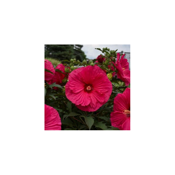 Hibiscus Rose vif Summer in Paradise