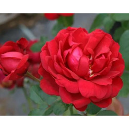Rosier Renaissance Capricia (H:1m-1m50)