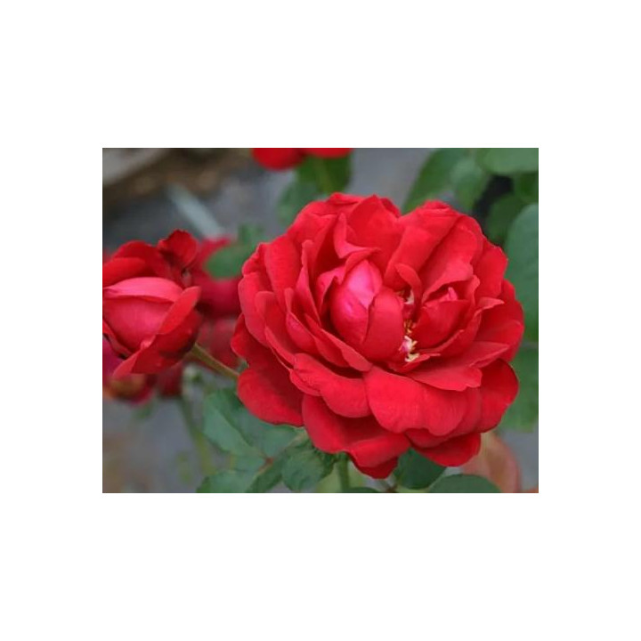 Rosier Renaissance Capricia (H:1m-1m50)