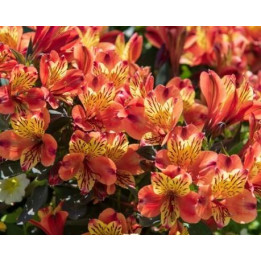 Alstroemeria Indian orangé