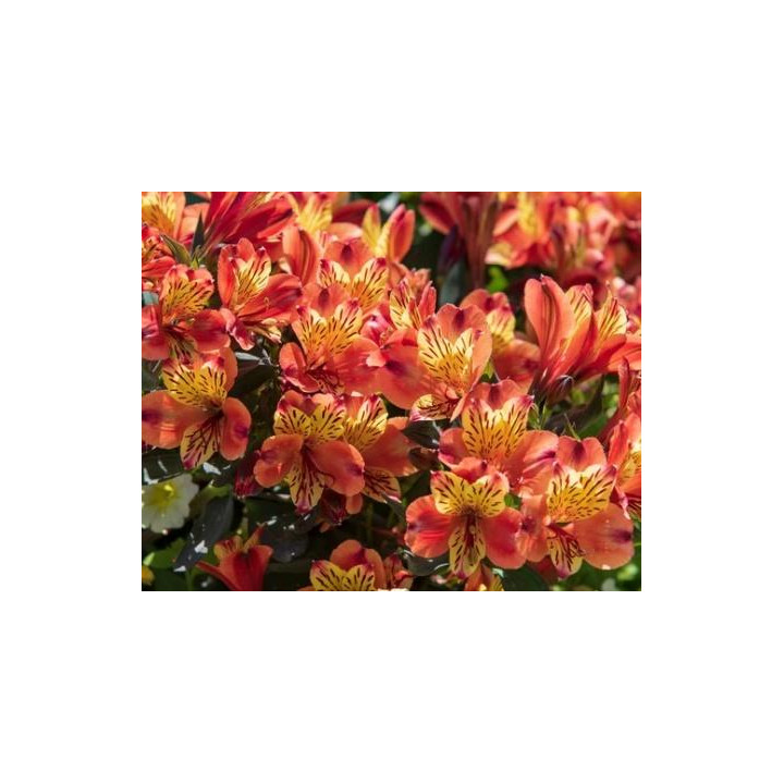 Alstroemeria Indian orangé