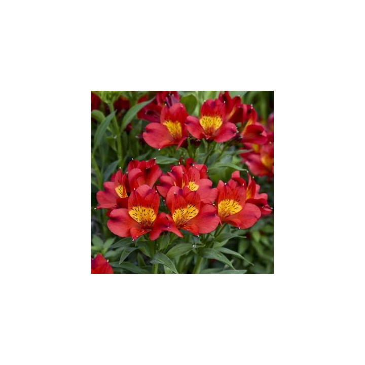 Alstroemeria Eat rouge