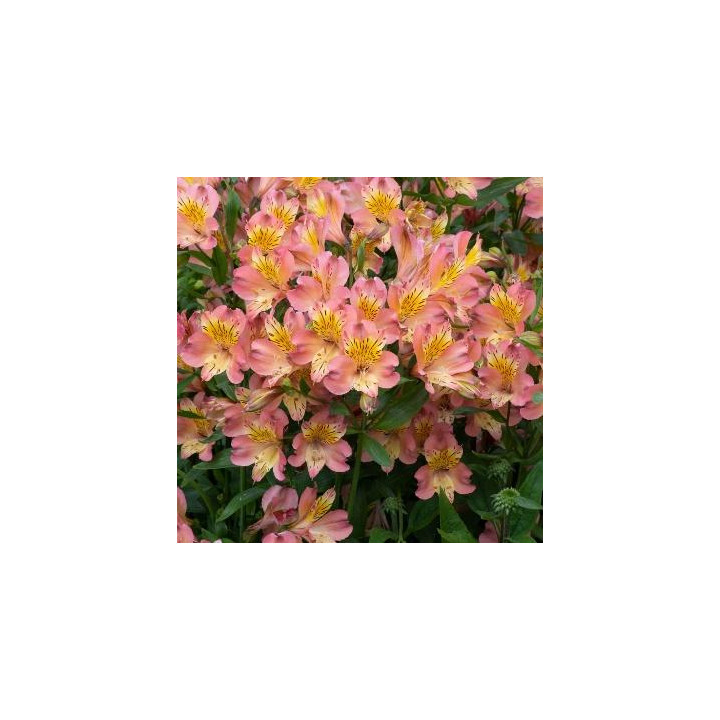 Alstroemeria Rose