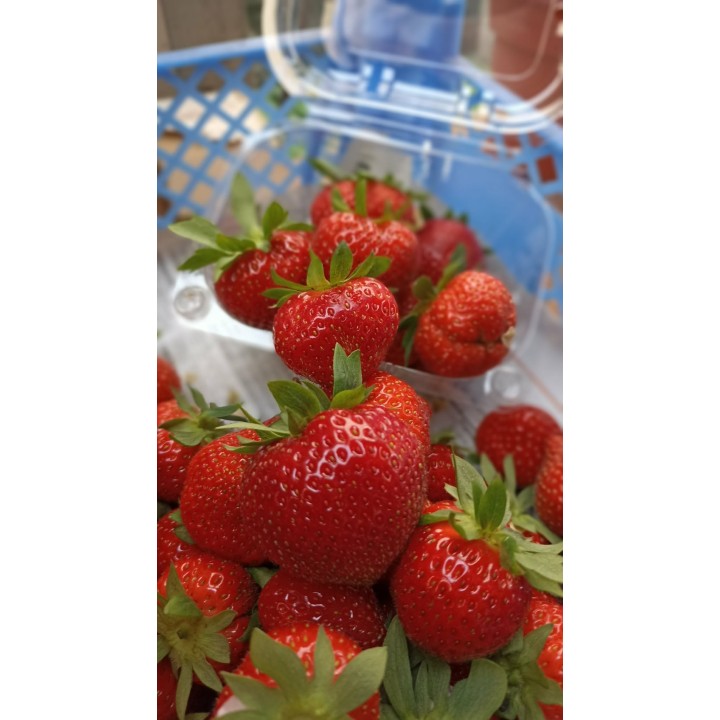 Fraises à manger