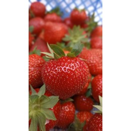 Fraises à manger