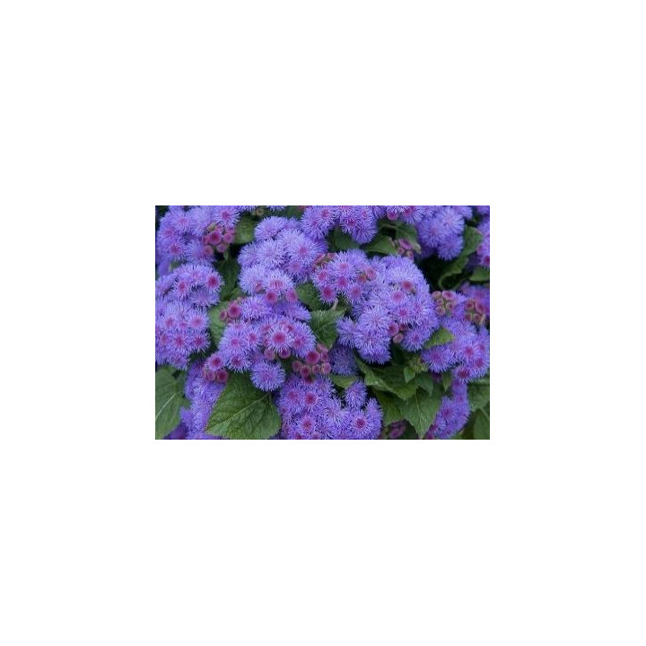 Agératum - Violet
