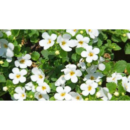 Bacopa - Blanc