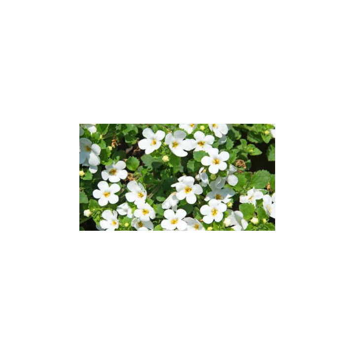 Bacopa - Blanc