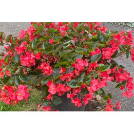 Bégonia Viking - Rouge feuilles vertes