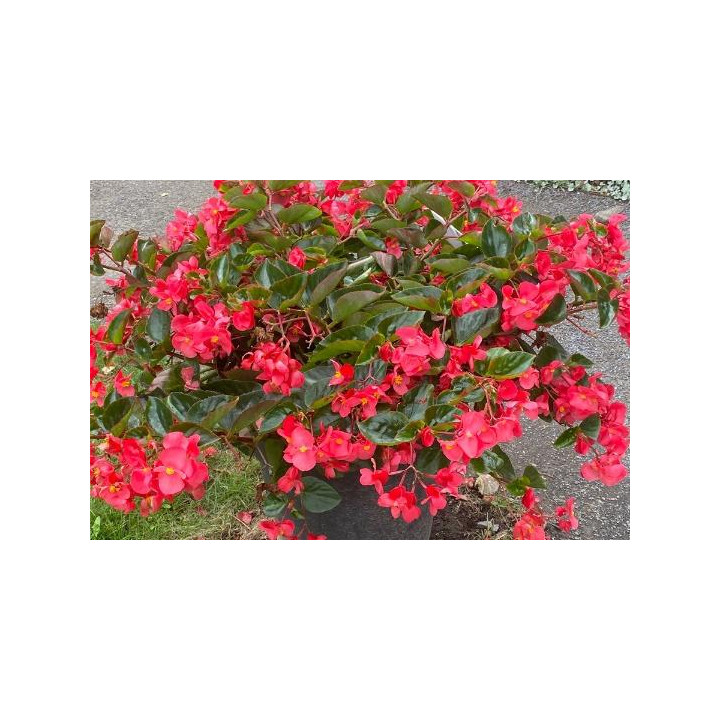 Bégonia Viking - Rouge feuilles vertes