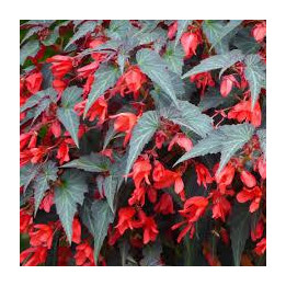 Bégonia Summerwing - Orange feuilles rouges