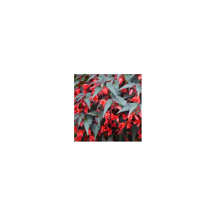 Bégonia Summerwing - Orange feuilles rouges