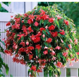 Bégonia Belleconia - Fleurs doubles roses