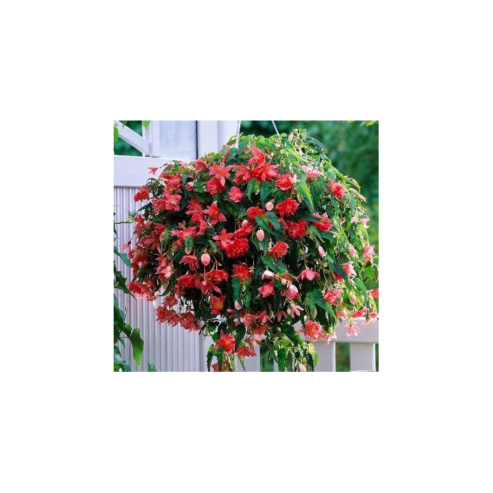 Bégonia Belleconia - Fleurs doubles roses