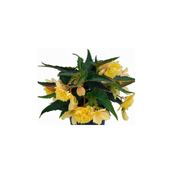 Bégonia Belleconia - Fleurs doubles jaunes