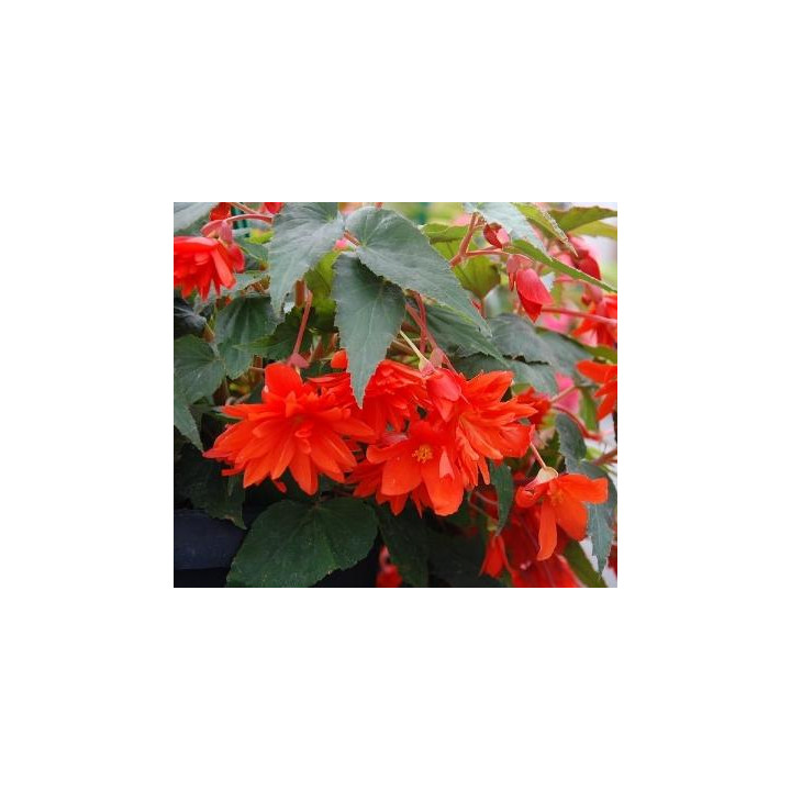 Bégonia Belleconia - Fleurs doubles oranges