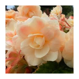 Bégonia Chardonnay - Rose jaune pâle
