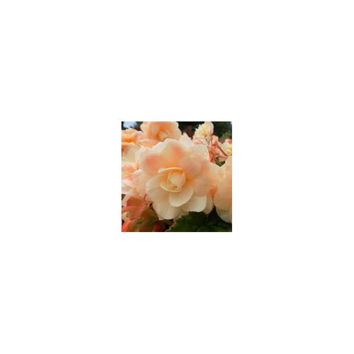 Bégonia Chardonnay - Rose jaune pâle