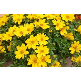 Bidens - Jaune