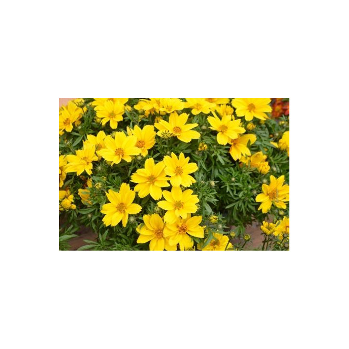 Bidens - Jaune