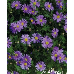 Brachycome - Violet