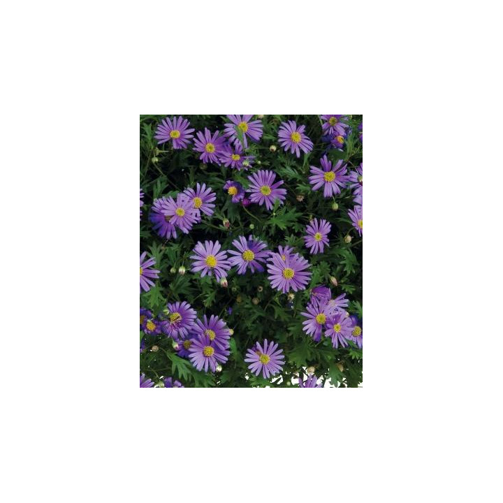 Brachycome - Violet