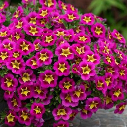Calibrachoa - Rose étoilé jaune