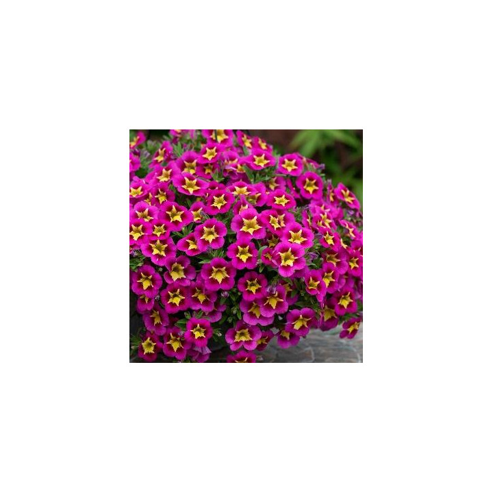 Calibrachoa - Rose étoilé jaune