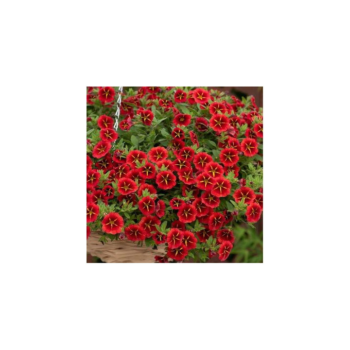 Calibrachoa - Rouge étoilé jaune
