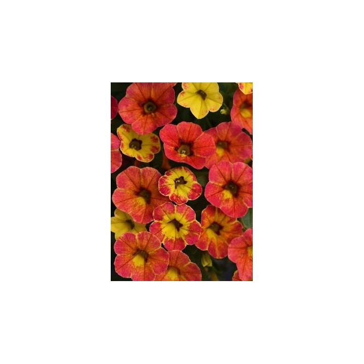 Calibrachoa - Orange