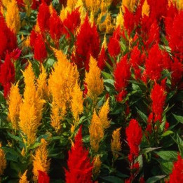 Célosie - Couleurs aléatoires