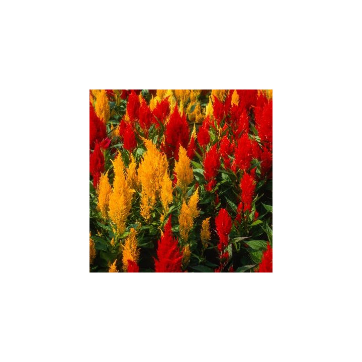 Célosie - Couleurs aléatoires